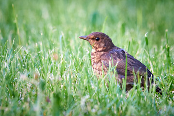 Common blackbird chick fledgling on grass (Turdus merula)
