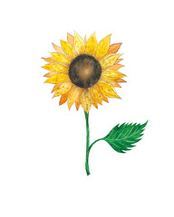 Watercolor illustration of sunflower with green leaf on white  background. Summer art for your design