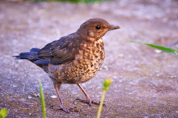 Common blackbird chick fledgling (Turdus merula)