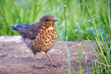 Common blackbird chick fledgling (Turdus merula)