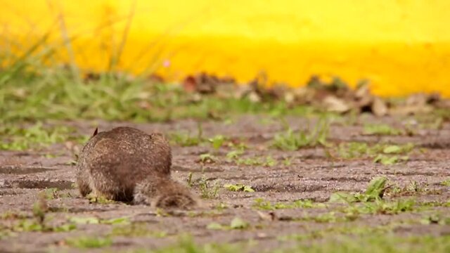 Rock squirrel searching for food on a baly cared parking lot