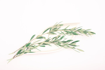 rosemary on a white background dish