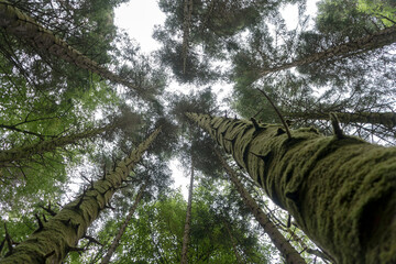 perspective view in a tall tree forest in a national park