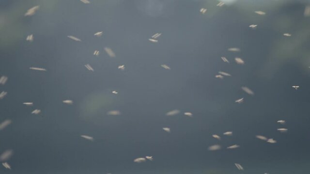 Large group of blurred mayflies