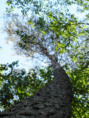 tree trunk in summer with green leaves bottom view