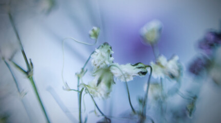 Beatiful macro flower