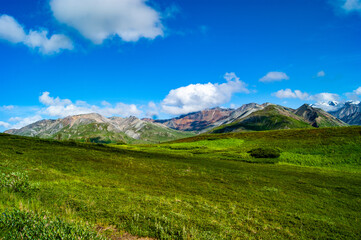 Fototapeta premium Green Grass on Denali