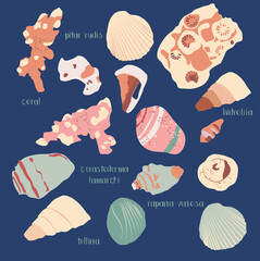 Hand drawn vector ocean set trendy illustration with corals and different seashells in minimalistic pastel colors.Hidrobia, coral, cerastoderma lamarcki, rapana venosa, tellina for poster or cafe menu