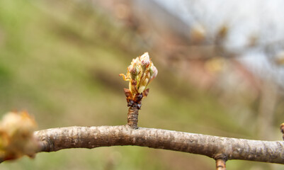 Branch with cherry buds in the garden on springtime