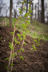 Young raspberry bush fresh planted in the garden on springtime