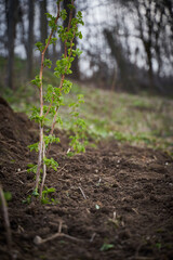 Young raspberry bush fresh planted in the garden on springtime