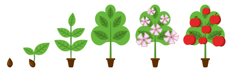 growing fruit tree vector set