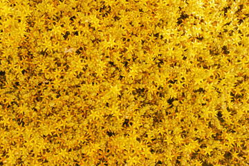 Flower background of small yellow flowers. Carpet of flowers. Gardening.