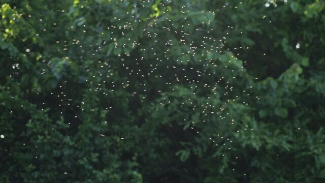 Large group of blurred mayflies