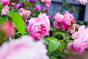 Obraz premium Closeup of pink rose on green background.