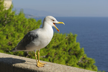 Yellow-legged gull on the background of the sea