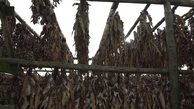 Rows of fishing hanging from wooden racks drying in sun Iceland.