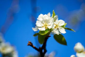 Obraz premium Pear tree flower on a branch in springtime