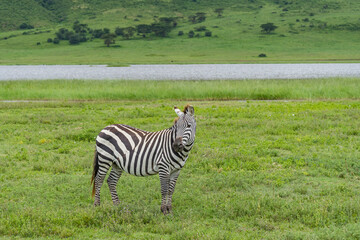 Fototapeta na wymiar Close Up from a Zebra staying at the Ngorongoro Conservation Area