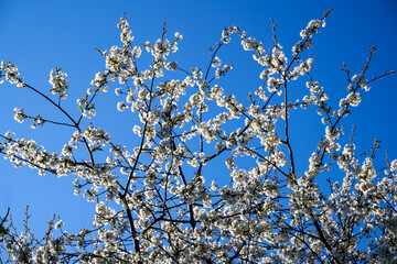 Cherry tree flowers
