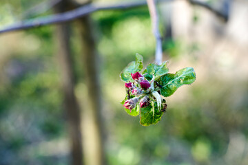 Apple tree flowers with ants on its
