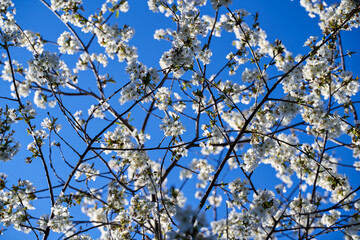 Cherry tree flowers against blue sky