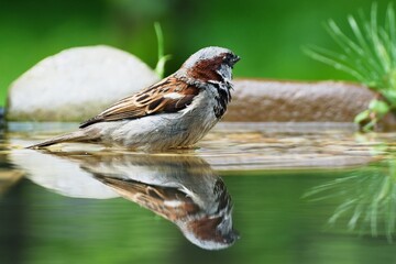 The house sparrow bathes in the water of a bird's waterhole. Reflection in water. Czechia. Europe.