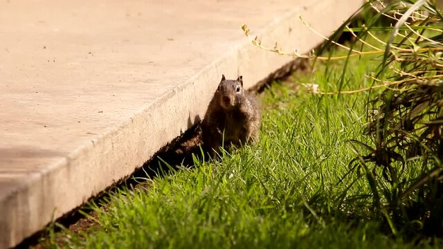 Young babies Rock squirrels observing their mother