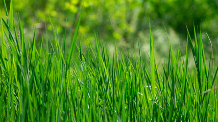 Fototapeta na wymiar Green grass in the spring sun.