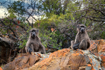 Two young chacma baboons (Papio ursinus) sit on a colorful desert rock,  staring away from each other into the distance the desert scrub and stormy sky out of focus in the background