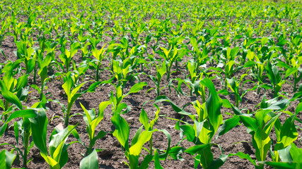Fototapeta na wymiar Field with green corn in early spring.