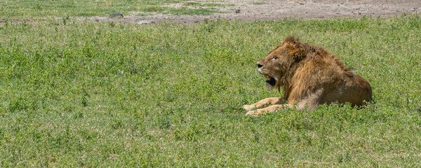 Male Lion at the Ngorongoro Conservation Area Lion lying on green Grass, Panorama cut