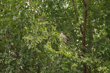Pigeon perched on the branches of a tree 