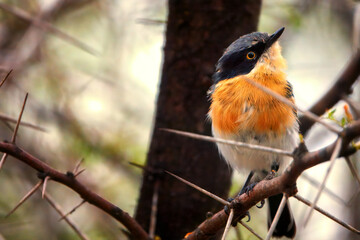 A female cape batis perches on a branch of an acacia bush, surrounded by its thorns its head tilted up one eye staring intently into the camera
