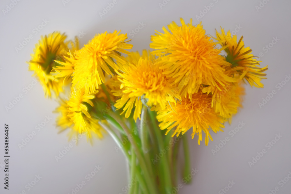 Wall mural Bouquet of yellow dandelions on a white background