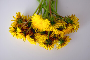 Bouquet of yellow dandelions on a white background