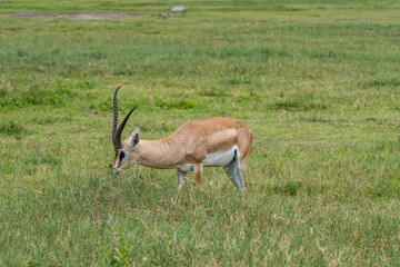 Male Antilope in Ngorongoro Conservation Area, Tanzania
