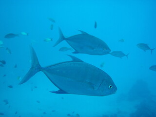 Obraz premium baby trevally swimming freely in the protected waters of Piti Guam