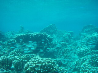 Lively coral reefs found off the shores of Guam 