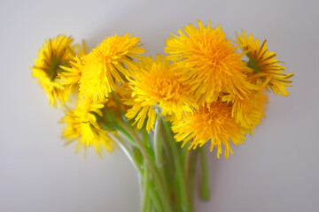 Bouquet of yellow dandelions on a white background