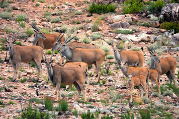 A herd of wild eland antelope with long black horns and ochre coats also young calves on a scrub covered desert mountainside, some animals looking towards the camera 