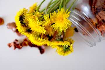 Bouquet of yellow dandelions in a jar on the table
