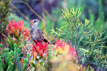 A Cape Grassbird (Sphenoeacus afer) perches on a red and yellow protea flower one eye looking towards the camera framed by other protea flowers and green foliage