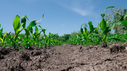 Right green corn plants on a cornfield.