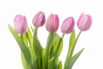 Fresh blooming tulips on a white background