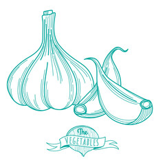Outline hand drawn sketch of garlic (flat style, thin  line)