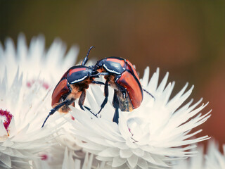 Two beetles, perhaps protea chafer or monkey, wrestle on a paper daisy flower raised up on hind...