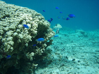 Schooling Damselfish next to a large coral head in guam