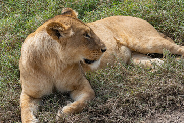 Fototapeta na wymiar Female Lion at the lying beside a Road at the Ngorongoro Conservation Centre, close up