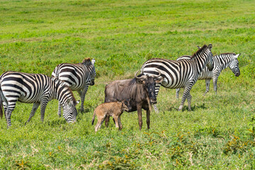 Fototapeta na wymiar Wildebeests or Gnu with just born Calf and Zebra on a green Meadow in the Ngorongoro Conservation Centre, Crater, Tanzania